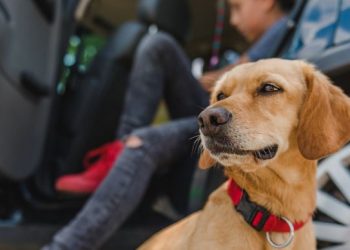 Buying Guide When Looking for a Dog Seat Cover