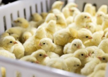 Everything You Should Know When Considering When And How To Start A Poultry Farm