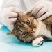 Hairballs in Cats: Causes, Signs, and Treatment