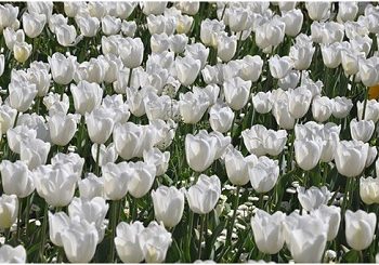 White Australia Policies Have Impacts Felt To This Day