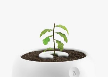 Facts About Growing Trees From Human Ashes Everyone Should Know