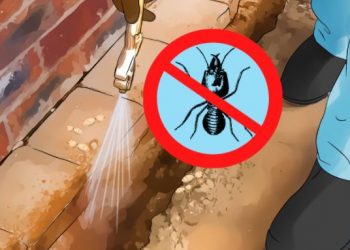 Top 5 Ways To Prevent Termites From Causing Havoc In Your Life