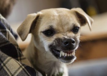 Top 7 Most Aggressive Dog Breeds 