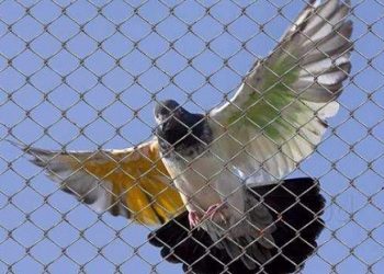 Anti-Bird Netting in Reading: Will It Stand Out On My Building?