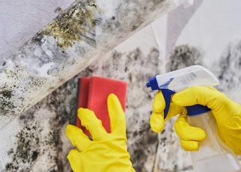 How to Get Rid of Mold and Prevent it from Coming Back