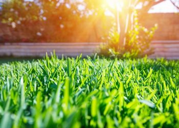 Tips to keeping a healthy lawn in summer