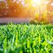Tips to keeping a healthy lawn in summer