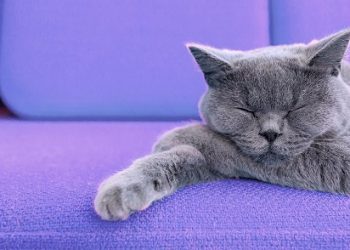 4 Questions to Ask Before Getting a Cat