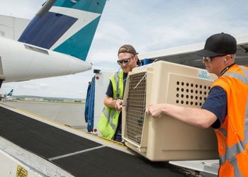 Advantages of Hiring International Pet Movers