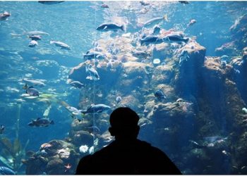 10 Owner’s tips to Keep the Aquarium and Fishes Safe from harms