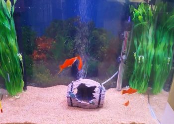 Do All Fish Need Oxygen Pump To Survive In Your Aquarium?