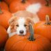 How Much Pumpkin Can You Feed a Dog?