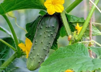 Importance of Pruning and Trimming Vines of Cucurbits Plants