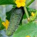 Importance of Pruning and Trimming Vines of Cucurbits Plants