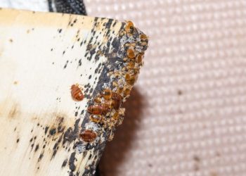 Signs and Symptoms of a Bed Bug Problem 