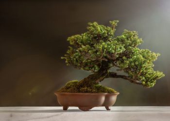 Which Type of Bonsai Tree is Best for You?