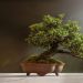 Which Type of Bonsai Tree is Best for You?