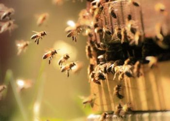 Interesting Facts About Pests