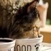 Feline Owners Guide for Finding Quality Cat Food & Supplies