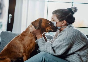 How to Take Care of Your Dog Correctly