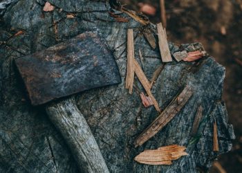 Why You May Need to Cut Your Trees for Home Improvement