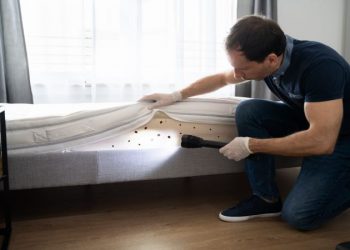 Bed Bug Hotel Compensation: Basic Steps on how to get one