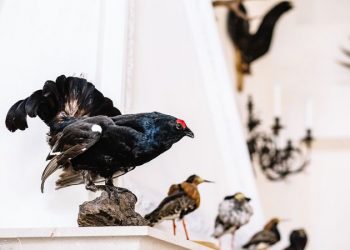 Cleaning Taxidermy Bird Mounts