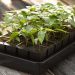 Preparing Seed Trays at Home to Grow Plants