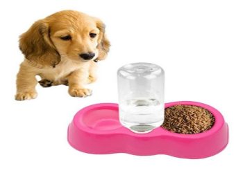 The Importance of Acquiring Boulder Dog Training Services