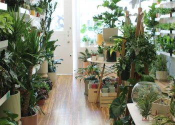 Top 5 Trending indoor plants in 2022