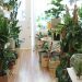 Top 5 Trending indoor plants in 2022