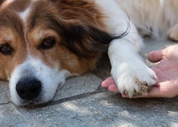 Why Does Gastrointestinal Disorder Cause Your Dog to Lick Its Paws?