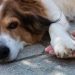 Why Does Gastrointestinal Disorder Cause Your Dog to Lick Its Paws?