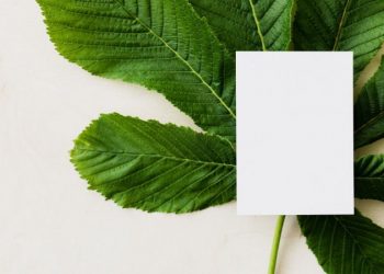 5 Easy Ways to Make Your Business More Green