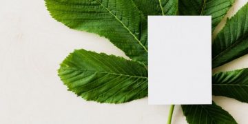 5 Easy Ways to Make Your Business More Green