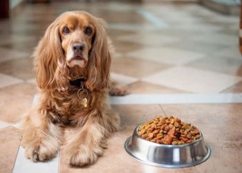 Factors to Consider When Buying Pet Food