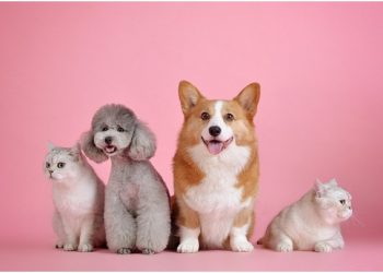 Creative Ways to Keep Your Pet Cool This Summer