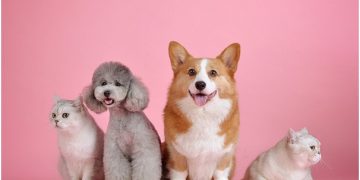 Creative Ways to Keep Your Pet Cool This Summer