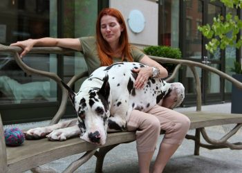 5 Things To Consider Before Getting A Great Dalmatian