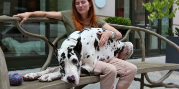 5 Things To Consider Before Getting A Great Dalmatian