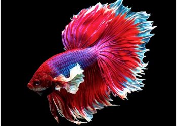Betta Fish Fin Loss: Causes, Treatments & Prevention