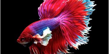 Betta Fish Fin Loss: Causes, Treatments & Prevention