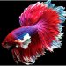 Betta Fish Fin Loss: Causes, Treatments & Prevention