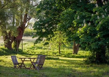 Tired of your backyard? Transform and revive your area in a few simple steps