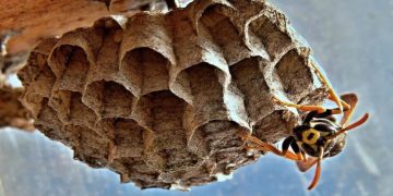Common Hiding Places For Wasps