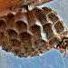 Common Hiding Places For Wasps