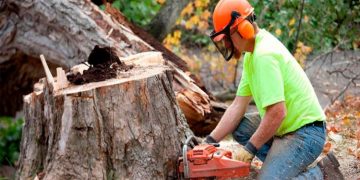 4 Things to Know When Hiring a Kalamazoo Tree Removal Company