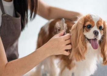 4 practical factors to consider when setting up a dog grooming business 