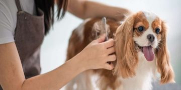 4 practical factors to consider when setting up a dog grooming business 