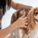 4 practical factors to consider when setting up a dog grooming business 